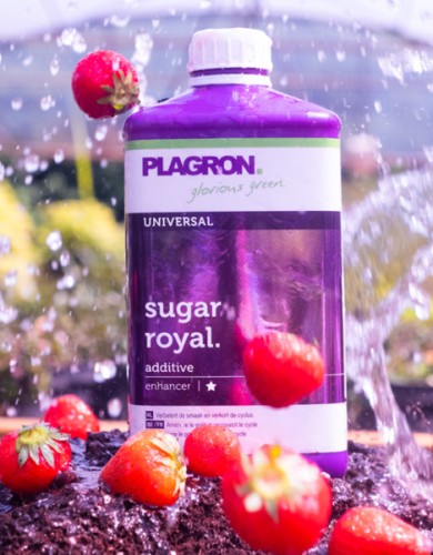 SUGAR ROYAL 1L, POPRAWIA SMAK I SKARACA OKRES UPRAWY, PLAGRON