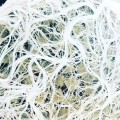 pol_pl_MycoTerra-Kraken-proszek-biostymulator-wzrostu-i-odpornosci-korzeni-4638_2.jpg