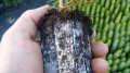 pol_pl_MycoTerra-Kraken-proszek-biostymulator-wzrostu-i-odpornosci-korzeni-4638_4.jpg