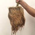 pol_pl_MycoTerra-Kraken-proszek-biostymulator-wzrostu-i-odpornosci-korzeni-4638_5.jpg