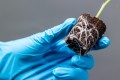 CANNA rootplugs2.jpg