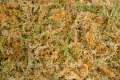 pol_pl_Besgrow-Mech-torfowiec-Sphagnum-Spagmoss-Classic-100G-8L-7047_1.webp