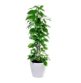 pol_pl_Plastikowy-palik-podporka-do-roslin-3cm-x-50cm-idealny-do-zastosowania-z-mchem-Sphagnum-6937_