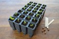 g227_28_cell_deep_root_success_kit_cells_planted_2_no_tray_or_lid.jpg