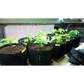 chillies-fabric-pots.jpg