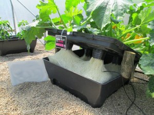 KOMPLETNY SYSTEM HYDROPONICZNY NA 4 ROŚLINY, DWC OXYPOT 110L, 83x83xh38cm, NUTRICULTURE
